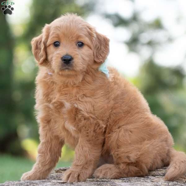 Kara, Goldendoodle Puppy
